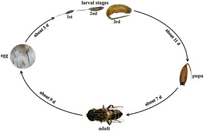 Morphological characteristics and biological cycle of the hoverfly Eristalinus arvorum (Fabricius, 1787) (Diptera, Syrphidae)